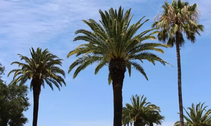 Palmeras vs. Árboles: Desentrañando Sus Diferencias Botánicas Esenciales
