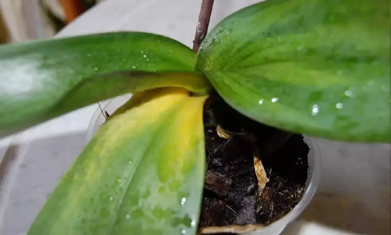 Diagnóstico y Tratamiento de Orquídeas Enfermas: Una Guía Completa