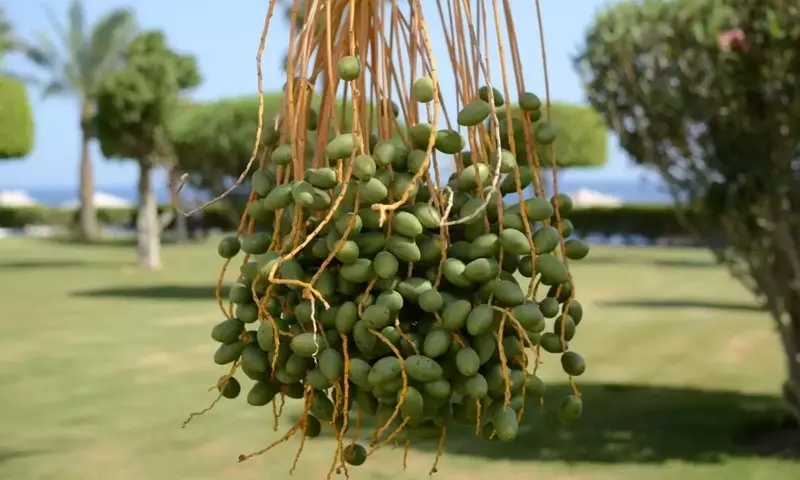 El Tesoro Escondido de las Palmeras: Frutos Comestibles y sus Maravillas Nutricionales