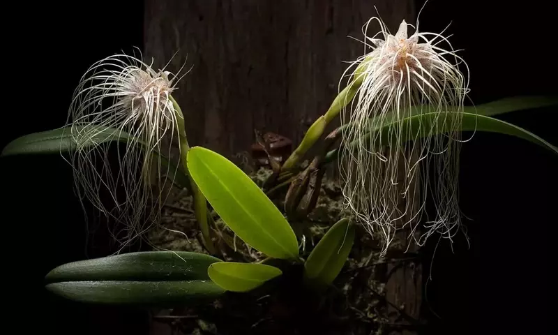 La Orquídea Medusa: Una Joya Exótica con un Aroma Peculiar