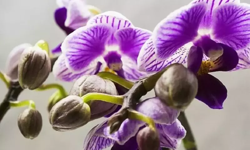 Secretos para una Floración Constante de Orquídeas