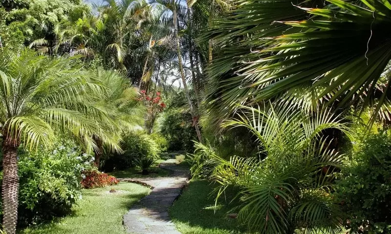 Palmeras Resistentes para Jardines Tropicales en España: Una Guía Esencial