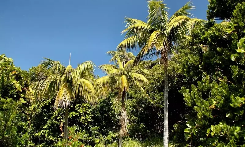 Guía Definitiva para el Cultivo Exitoso de la Palma Kentia en Ambientes Exteriores