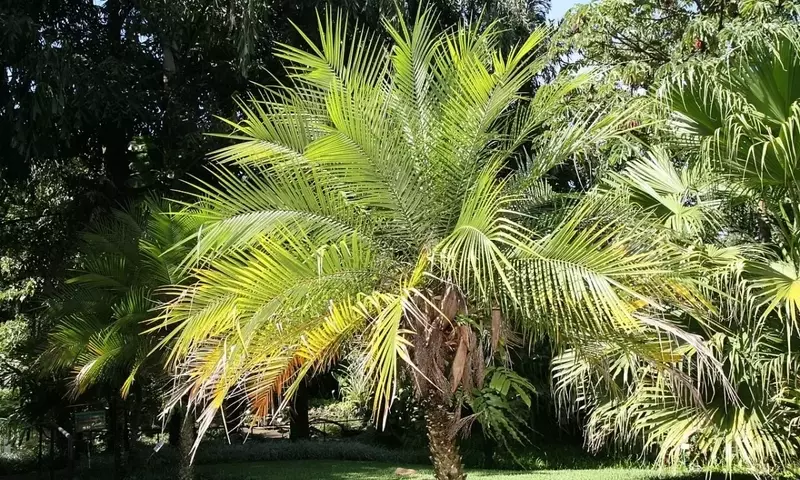 Descubriendo la Versatilidad de las Palmeras de Bajo Crecimiento para Jardines y Hogares