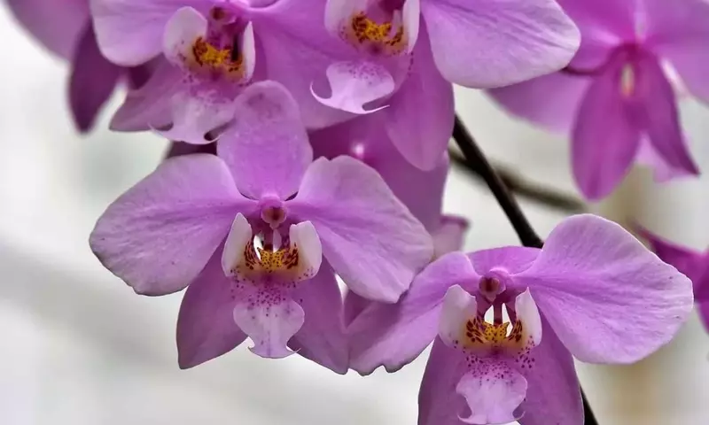 Revitaliza tus Orquídeas: Guía Completa de Cuidado y Fertilizante Casero