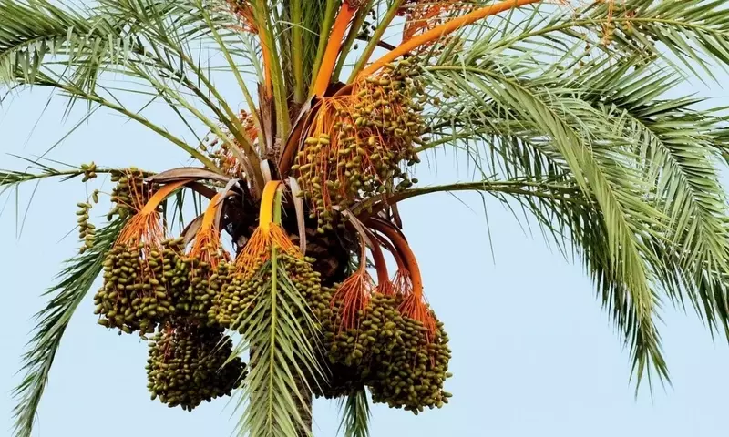 Técnicas de Propagación de Palmeras: Semillas y Esquejes
