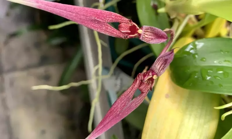 La fascinante Bulbophyllum biflorum: una orquídea de singular belleza y exigentes cuidados
