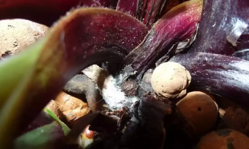 El Secreto de la Leche: Un Remedio Casero para Combatir los Hongos en Orquídeas