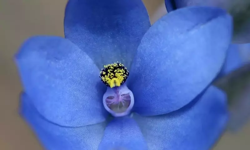 Descubriendo la Verdad Detrás de las Orquídeas Azules: ¿Naturales o Teñidas?