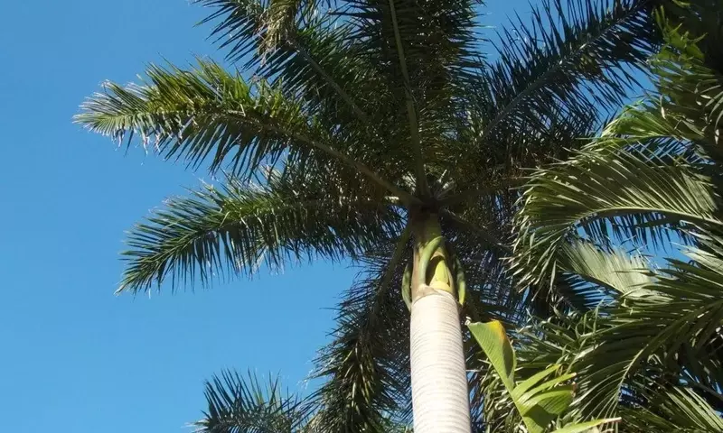 Diez Joyas Exóticas: Un Vistazo Fascinante a las Palmeras Tropicales Menos Comunes