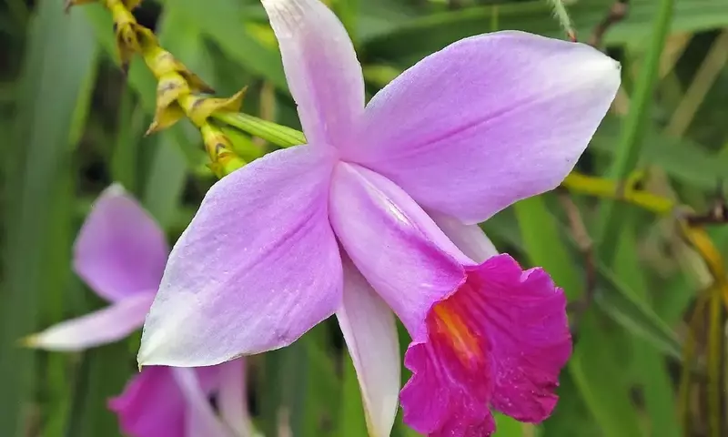 La Arundina Graminifolia: Orquídea Bambú, Majestuosidad y Sencillez en el Jardín