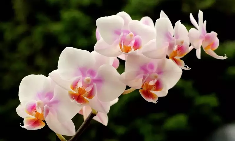 Descubriendo los Secretos para una Floración Anual Espléndida en Orquídeas