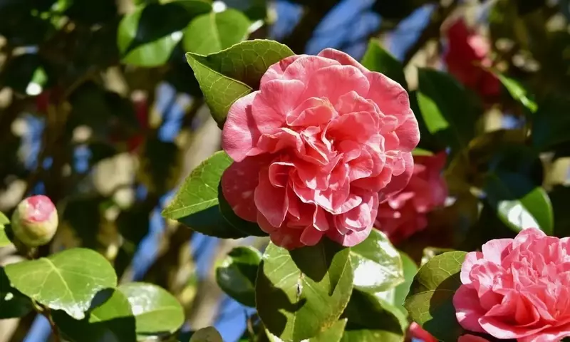 Recuperando la Camelia: Estrategias para Revitalizar Hojas Marrones