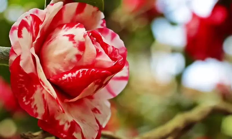 Cultivo de Camelias: Guía Completa para el Enraizado en Agua