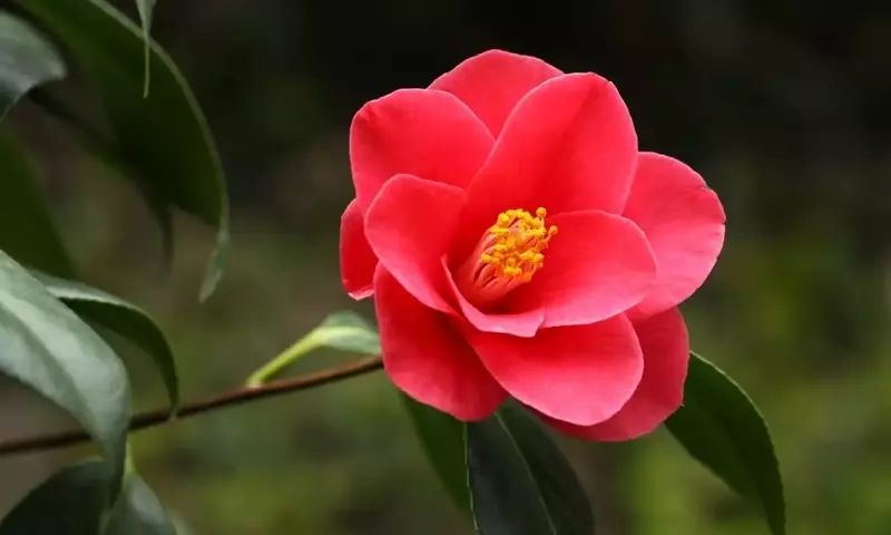 El Esplendor Floral de las Camelias: Cuándo y Cómo Florecen