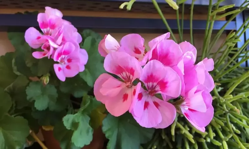 El Arte de Cultivar Geranios Vibrantes: Una Guía Esencial para una Floración Espectacular