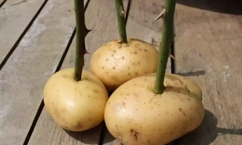 La Papa: El Secreto Insospechado para Cultivar Rosas Vibrantes