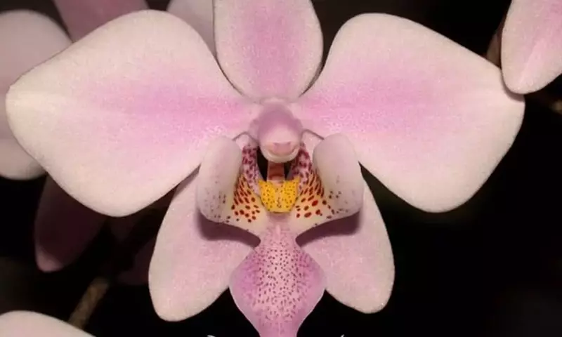 La Orquídea Phalaenopsis Schilleriana: Una Guía Completa para su Cuidado y Cultivo