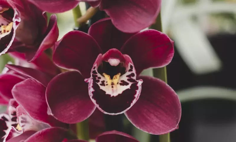 El Arte de Cultivar Orquídeas Paphiopedilum: Una Guía Detallada para Aficionados