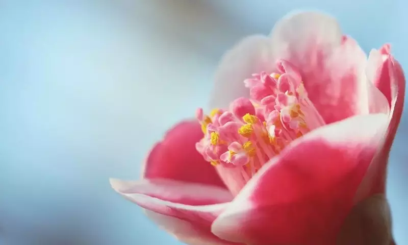 Guía Definitiva para el Cuidado de Camelias en Macetas al Aire Libre