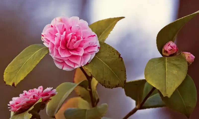 Guía Completa para la Poda de Camelias: Cuándo y Cómo Realizarla