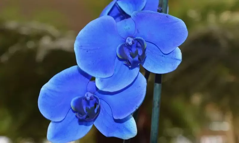 Orquídeas Azules: Mitos, Métodos y Mantenimiento para su Vibrante Color
