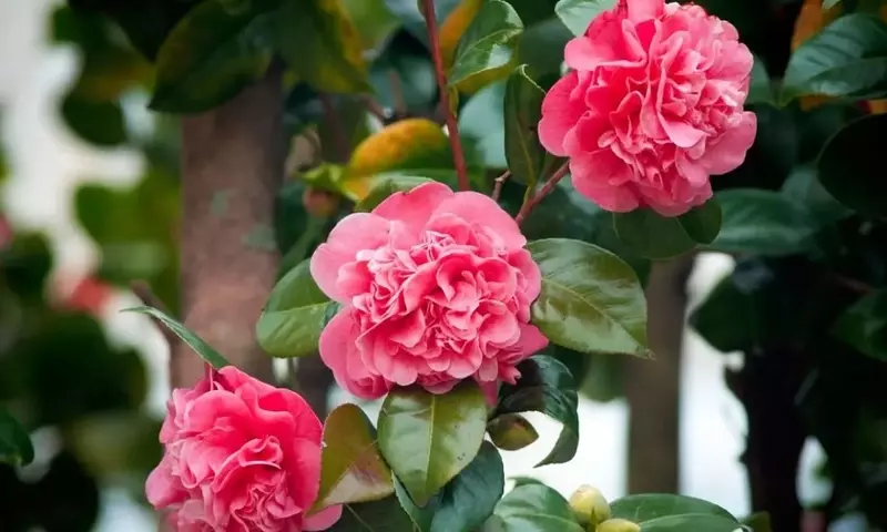 Secretos para el Cultivo y Propagación de Camelias Espléndidas