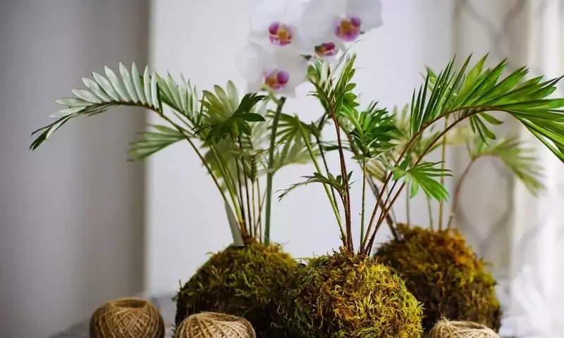 El Arte de Crear Kokedamas de Orquídeas: Una Guía Exhaustiva para el Cultivo sin Maceta