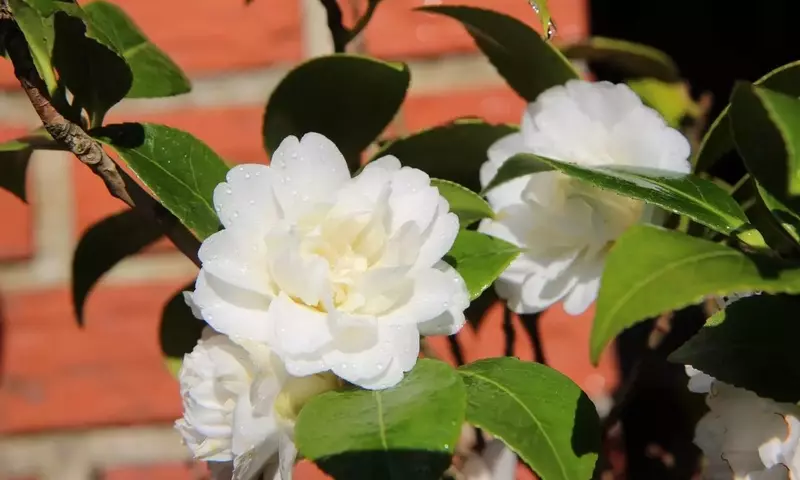 Camelias Blancas: Un Vistazo Integral a su Cultivo y Esplendor