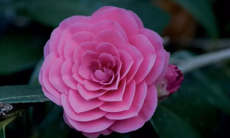 Explorando la Magnificencia Floral: Las Camelias Más Exquisitas