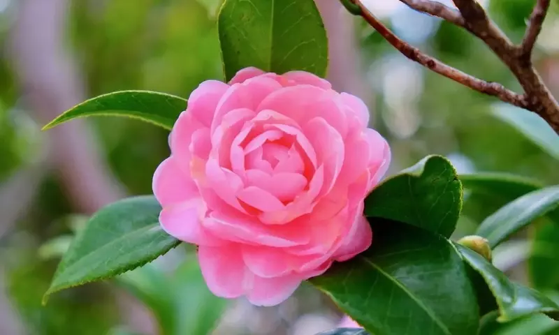 Camelia Rosa: Guía Completa de Cultivo y Significado