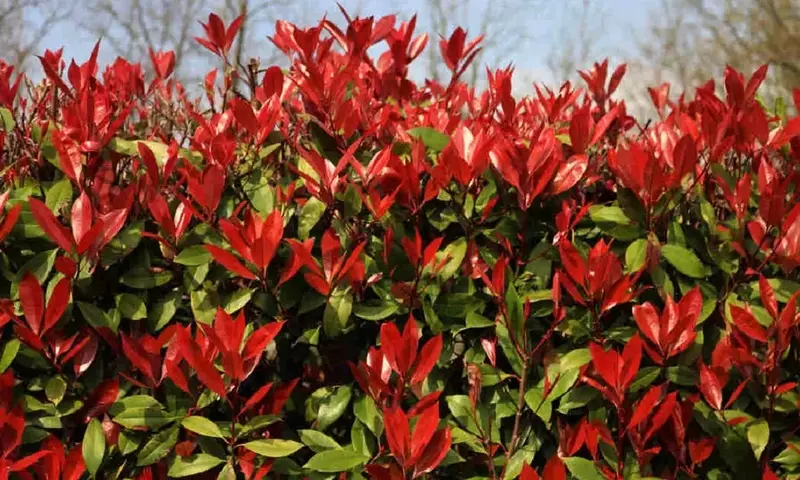 La Salud Vibrante de la Photinia Red Robin: Guía Integral de Cuidado y Resolución de Problemas