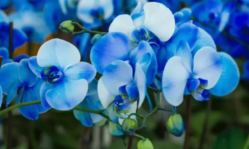 El Enigma Azul: Desvelando los Secretos de la Orquídea Vanda Coerulea y su Cultivo