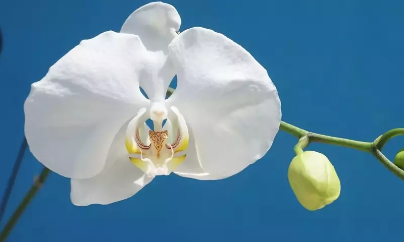 Descubriendo la Phalaenopsis Amabilis: La Orquídea Luna y sus Secretos de Cuidado y Floración