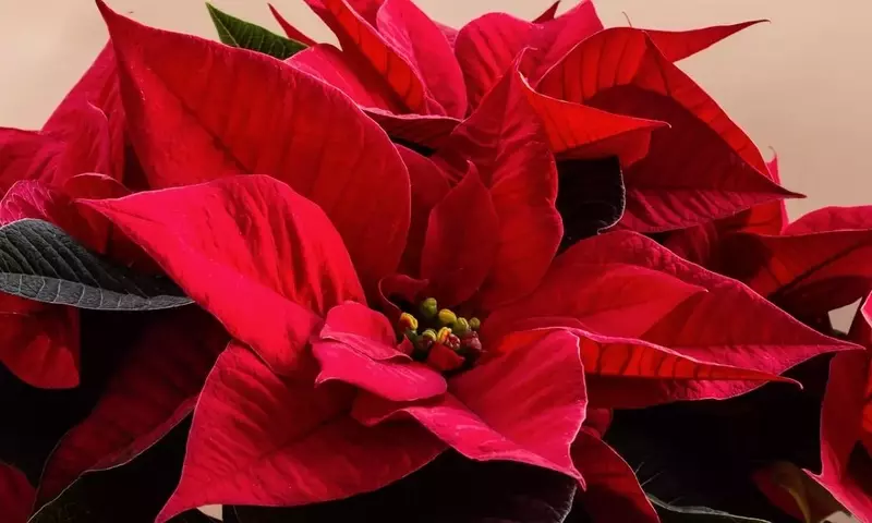 Descifrando el enigma de los tallos marrones en la Flor de Pascua: Guía completa para su cuidado óptimo