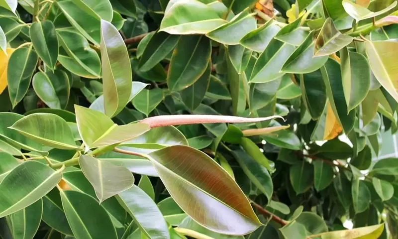 Guía Completa para el Cuidado y Solución de Problemas del Ficus Elastica