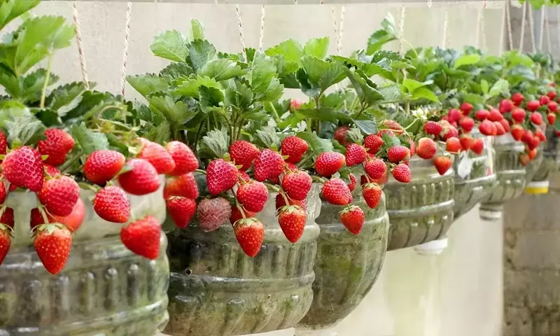 Cultivo de fresas en botellas: una guía sostenible y práctica