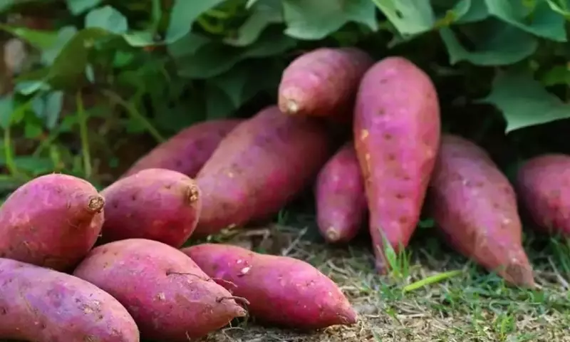 Manejo Integral de Plagas y Enfermedades en Cultivos de Batata