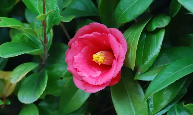 Camelia: Un Viaje por su Origen, Cuidados y Fascinante Diversidad