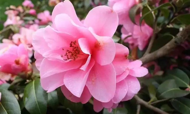 Camelia Sasanqua: Un Tesoro Ornamental con Floración Otoñal