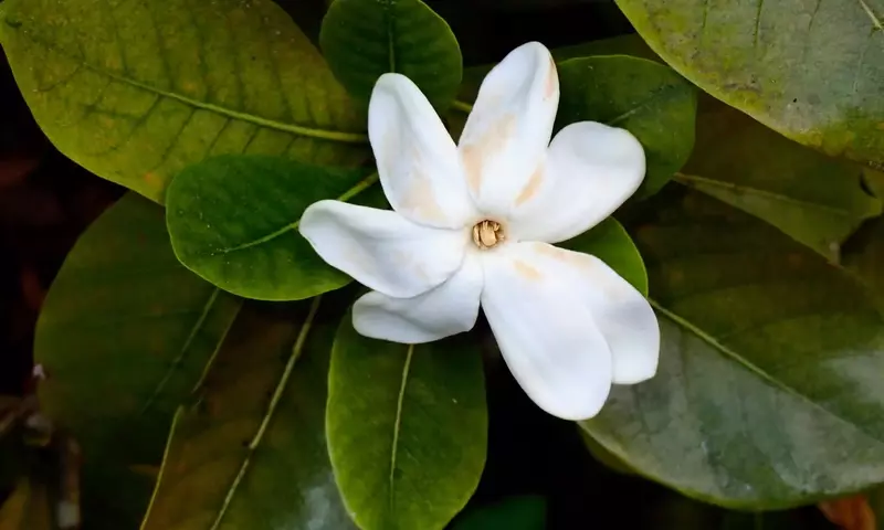 Soluciones Definitivas para Hojas Amarillas en Gardenias: Guía Completa de Cuidado y Prevención