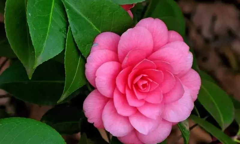 Secretos para el Cultivo Exitoso de Camelias: Una Guía Esencial