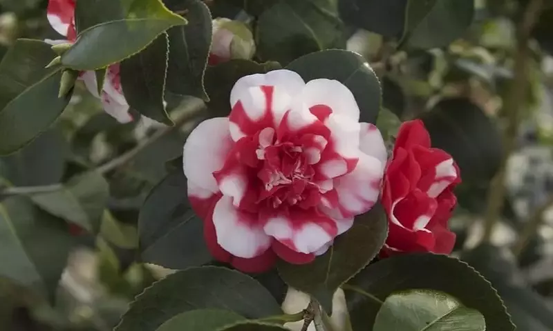 Guía Definitiva para el Cultivo y Mantenimiento Exitoso de la Camelia Japonesa