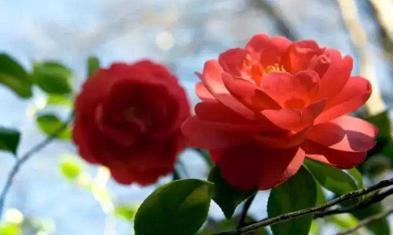 Guía Definitiva para el Cuidado y Cultivo Exitoso de Camelias