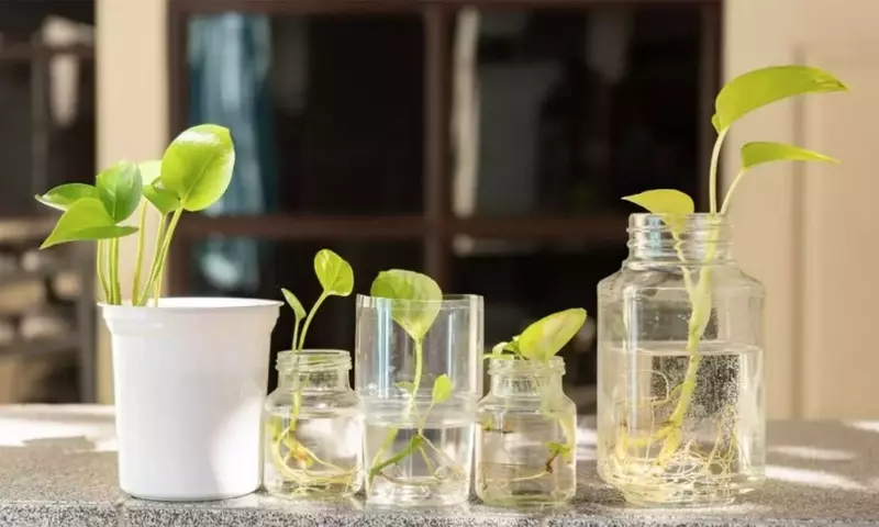 Jardinería Acuática: Explorando las Plantas de Interior que Prosperan en Agua