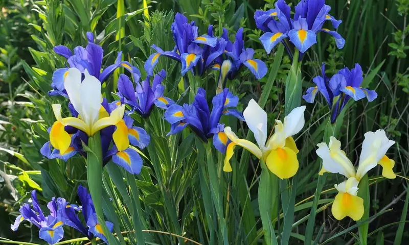 Iris holandés: Guía Completa de Cultivo y Mantenimiento