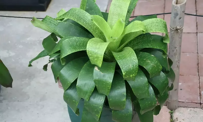 Vriesea: Ciclo de Vida, Cuidados Esenciales y Regeneración Floral