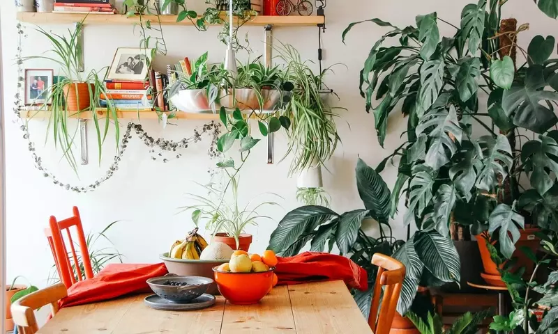 Plantas de Interior Grandes y Sencillas: Transforma tu Espacio en un Oasis Verde