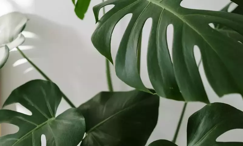 Descifrando el Misterio: ¿Por Qué tu Monstera No Desarrolla sus Característicos Agujeros?