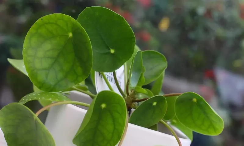 Guía Definitiva para el Cuidado y Resolución de Problemas en Pilea Peperomioides